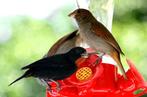 Trio loxigilla noctis, Antilliaanse dikbek, Meerdere dieren, Tropenvogel