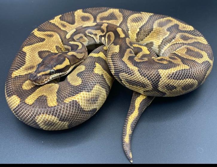 Koningspython kweekvrouw Enchi Hurricane Leopard