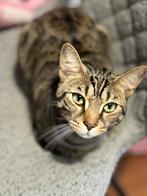 Lieve kat zoekt een nieuw huis in Groningen, Dieren en Toebehoren, Kater, Gechipt, 0 tot 2 jaar