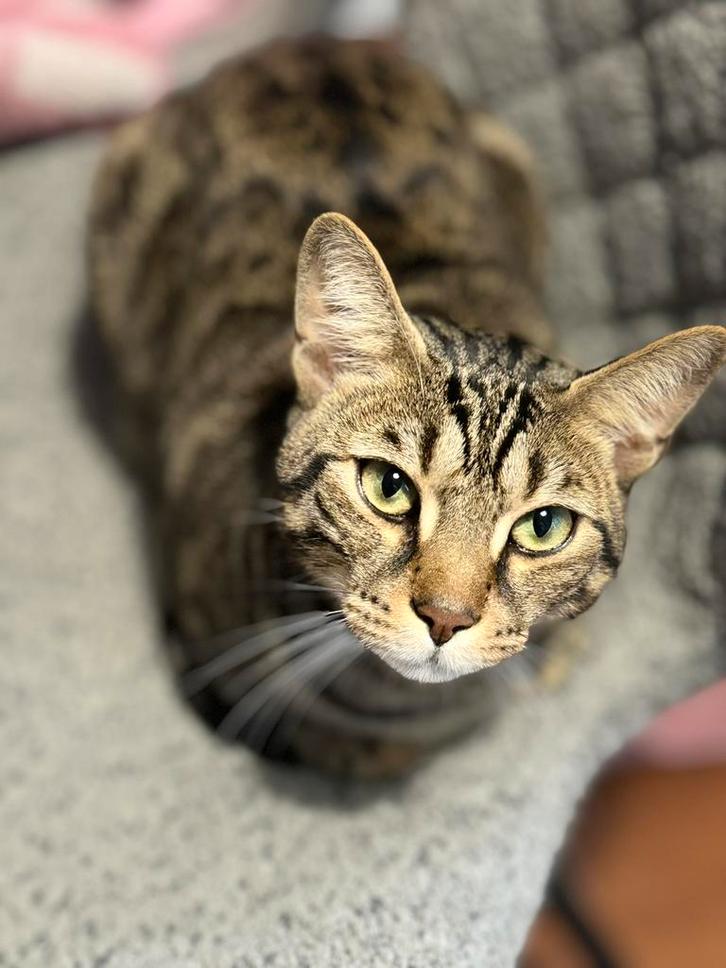 Lieve kat zoekt een nieuw huis in Groningen, Dieren en Toebehoren, Katten en Kittens | Raskatten | Korthaar, Kater, 0 tot 2 jaar