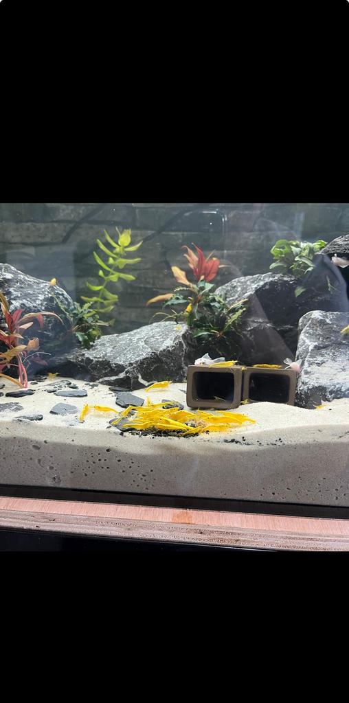 Super Yellow Backstripe garnalen!🦐🦐! (Gele Garnalen), Dieren en Toebehoren, Vissen | Aquariumvissen, Kreeft, Krab of Garnaal