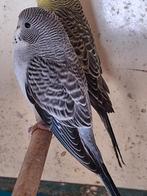 2 ecb split blackwing, Meerdere dieren, Parkiet