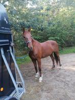 Paard te koop, Merrie, B, Gechipt, Tuigpaard