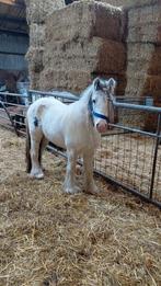Te koop super lieve tinker ruin, Dieren en Toebehoren, Pony's, Ruin