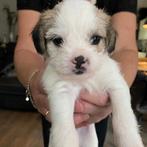 boomer pups, Dieren en Toebehoren, Rabiës (hondsdolheid), Overige rassen, 8 tot 15 weken, Meerdere