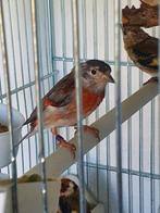 Kapoetsensijs pop bonte 2021 geringd, Dieren en Toebehoren, Vrouwelijk, Wildzangvogel, Geringd