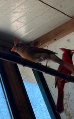 Onverwant kopel rode kardinalen of losse man, Dieren en Toebehoren, Vogels | Overige Vogels, Meerdere dieren