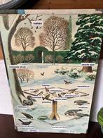 Oude schoolkaart Frederick Warne natuur, Ophalen of Verzenden, Natuur en Biologie