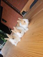 Konijn, Dieren en Toebehoren, Konijnen, Meerdere dieren