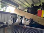 Duiven, Dieren en Toebehoren, Vogels | Duiven, Meerdere dieren, Overige soorten
