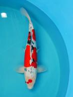 Koi VEILING Ginrin showa 52 cm BIEDEN per euro WO 4 juni, Karper of Koi