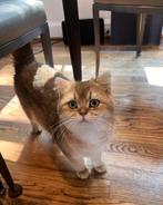 Gezocht: Roodharige Britse Korthaar kittens, Dieren en Toebehoren, Katten en Kittens | Overige Katten, Kater