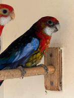 Rosella kweekkoppel zwartgolden mutatie, Dieren en Toebehoren, Meerdere dieren, Parkiet