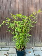 Bamboe Phyllostachys aurea, Tuin en Terras, Planten | Struiken en Hagen, Ophalen, Bamboe, 250 cm of meer