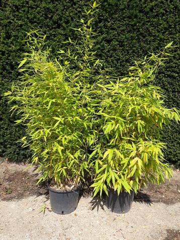 2 Phyllostachys aurea (Bamboe)  150 cm. hoog in pot beschikbaar voor biedingen