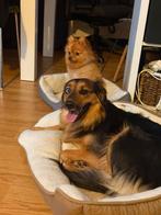 Hondenoppas in Noord-Holland  Met Liefde en Ervaring