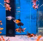 Butterfly tail goudvis ca 6/8 cm - Koidream Valburg