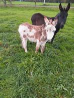 Ezel hengst veulen, Dieren en Toebehoren, Juli, Mannelijk