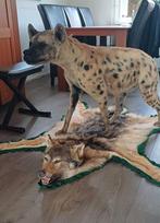 Opgezette wolf en hyena Taxidermie, Ophalen of Verzenden, Zo goed als nieuw