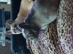 Honden oppas gezocht franse bulldogjes, Dieren en Toebehoren, CDV (hondenziekte), Teef, Bulldog, Meerdere