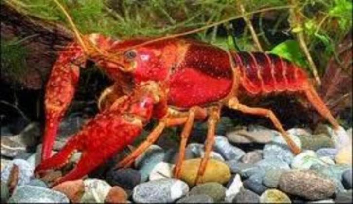 rivierkreeft, Dieren en Toebehoren, Vissen | Vijvervissen, Overige soorten