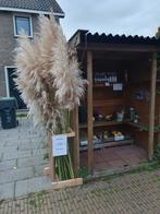 Pluimen, Tuin en Terras, Planten | Fruitbomen, Ophalen of Verzenden, Minder dan 100 cm, Overige soorten, Zomer