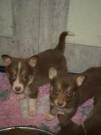 Border Collie x Corgi kruising - lieve slimme puppy's, België, Particulier, Overige rassen, CDV (hondenziekte)