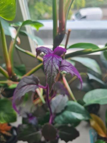 Diverse stekken beschikbaar voor biedingen