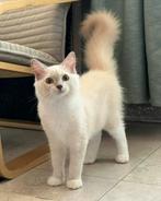 Kater op zoek naar een liefdevol huis, Kater, Gechipt, 0 tot 2 jaar