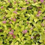 Spiraea japonica , 4 verschillende soorten, Ophalen, Overige soorten, Struik