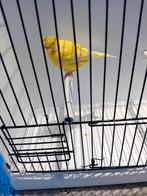 Gele kanarieman met petje., Dieren en Toebehoren, Vogels | Kanaries, Mannelijk, Kleurkanarie