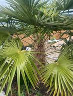 Palmboom, Ophalen of Verzenden, 100 tot 250 cm, Zomer, Palmboom