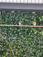 Te koop roodkuif kardinalen man en pop 2025, Dieren en Toebehoren, Vogels | Overige Vogels, Meerdere dieren, Tropenvogel, Geringd