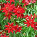 53/ zaad Rode Meisjesogen - Coreopsis tinctoria Amulet Red, Tuin en Terras, Bloembollen en Zaden, Ophalen of Verzenden, Voorjaar