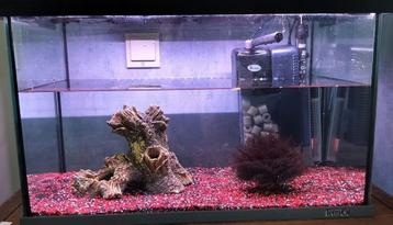 60cm aquarium beschikbaar voor biedingen