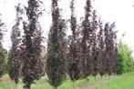 Fagus sylvatica 'Dawyck purple', Ophalen, Bloeit niet, Volle zon, Zuilboom