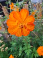 Cosmea Sulfur oranje, Tuin en Terras, Ophalen of Verzenden, Voorjaar, Volle zon, Zaad