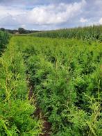 Thuja occ. 'Brabant' diverse maten, Vaste plant, Overige soorten, Ophalen