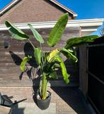 Prachtige Strelitzia Nicolai – 2,40 meter, Groene kamerplant, Ophalen, Overige soorten, 200 cm of meer