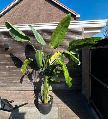 Prachtige Strelitzia Nicolai – 2,40 meter beschikbaar voor biedingen