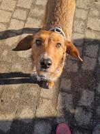 Knappe Stella zoekt een leuke baasje, Dieren en Toebehoren, Honden | Niet-rashonden, Particulier, Rabiës (hondsdolheid), Teef