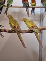 Diverse soorten vogels bij vogelhandel Tuinstra., Dieren en Toebehoren, Vogels | Parkieten en Papegaaien, Meerdere dieren, Parkiet
