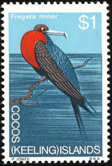 COCOSEILANDEN 14 - Dieren: vogels (fregatvogel) beschikbaar voor biedingen