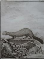 gravure nerts op steen, dier, CF Fritsch, n. de Seve 1770, Verzenden