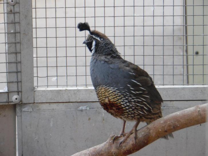 Californische kuifkwartel | Deskundig advies | Kwartels, Dieren en Toebehoren, Pluimvee, Overige soorten, Meerdere dieren