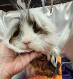 Cavia Lief Lunkarya beertje, Dieren en Toebehoren, Knaagdieren, Augustus, Mannelijk, Cavia