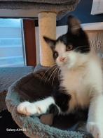 Hallo, de kittens zoeken een nieuw huisje. Ze zijn 11 weken, Dieren en Toebehoren