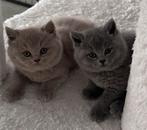 Brits korthaar kittens, Dieren en Toebehoren, Katten en Kittens | Raskatten | Korthaar, Meerdere dieren, Ontwormd, 0 tot 2 jaar
