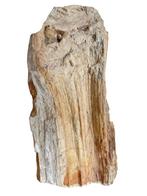 Versteend hout fossiel, Ophalen of Verzenden, Fossiel