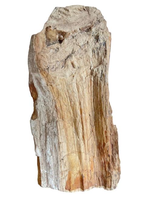 Versteend hout fossiel, Verzamelen, Mineralen en Fossielen, Fossiel, Ophalen of Verzenden